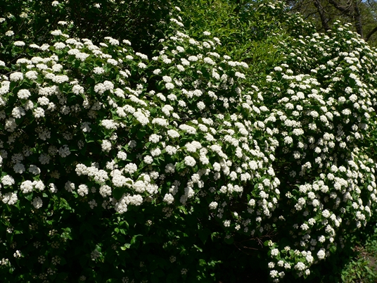 {Viburnum rafinesquianum}
